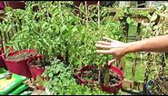 Determinate Tomato Varieties Quickly Explained: Great for Container Tomatoes - MFG 2016: