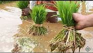 Cultivation - Life Cycle of Rice