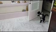 The Funniest Cat Walk Hop ( Brownie the cat )