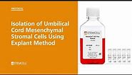 Isolation of Umbilical Cord Mesenchymal Stromal Cells Using Explant Method
