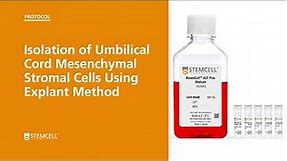 Isolation of Umbilical Cord Mesenchymal Stromal Cells Using Explant Method