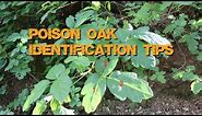 Poison Oak - Basic Identification