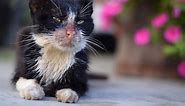 8 Early Warning Signs of Feline Leukemia Virus (FeLV) | LoveToKnow Pets