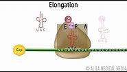 Eukaryotic Translation (Protein Synthesis), Animation.