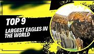 Top 9 Largest Eagles in the World