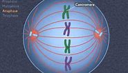 Animation How the Cell Cycle Works