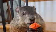 Wild Groundhog Finds Her Forever Family l The Dodo