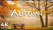 Enchanting Autumn Forests with Beautiful Piano Music🍁4K Autumn Ambience & Fall Foliage