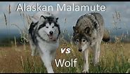 Alaskan Malamute Vs Wolf