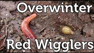 How to Overwinter Red Wiggler Composting Worms in your Garden
