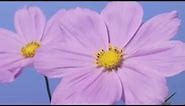Cosmos pink flowers opening time lapse