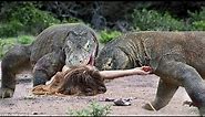 जब लड़की का सामना जंगली छिपकलियों से हुआ | When Humans Faced Komodo Dragons - Animals War Tv