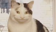 Cat looks awkward smiling