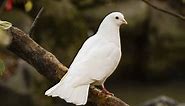 Discover the Significance and Symbolism of Doves in the Bible