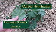 Mallow Edible Uses [The Foraging Chronicles Episode 3]