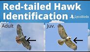 How to Identify a Red-tailed Hawk - Raptor Identification