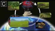 The Carbon Cycle