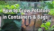 Growing Potatoes in Containers - How to Grow Potatoes in Bags or Pots