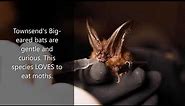 All About Townsend's Big-eared Bats