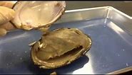 Mollusca Dissection