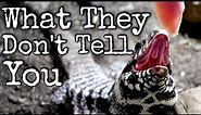 What You Need To Know Before Getting A Tegu