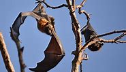 Meet The World’s 10 Coolest Bats