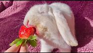 Cute bunny eating strawberry
