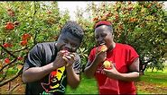 How This Kenyan Woman Became A Millionaire Growing Apples In Africa