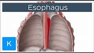 Esophagus Definition, Function and Structure - Human Anatomy | Kenhub