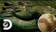 How Crocodiles Survived The Meteor That Killed All Dinosaurs | Modern Dinosaurs