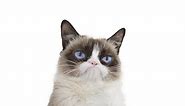 Grumpy Cat Compilation!