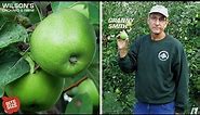 Granny Smith Apples | Bite Size