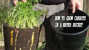 HGV How to Grow Organic Carrots in a water bucket Rainbow Carrot Reveal. Grow Vegetables