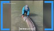 100-year-old sturgeon caught in British Columbia | Morning in America