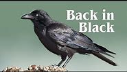 Australia's Smartest Birds - Ravens and Crows