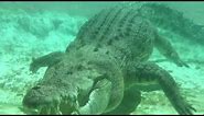 Stock Footage 2021 Maximo Large Alligator