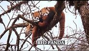 Red Panda: Firefox of the Eastern Himalayas