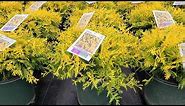 Chamaecyparis 'Vintage Gold' // Highly Attractive, Easy Care,⭐️Colorful, Compact Evergreen!