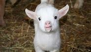 Baby Goats - Funny And Cute Baby Goats Compilation [BEST OF]