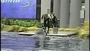 NH Family Shares Video Of Deadly Sea World Show
