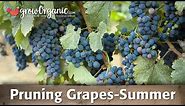 How to Prune Grapes -- Summer