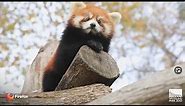 Introducing the new Firefox...jk. It's red pandas