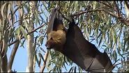 Indian Flying Foxes