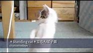 Know Your Meme: Standing Cat