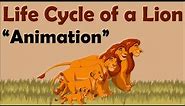 LION LIFE CYCLE | Animation
