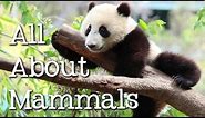 All About Mammals for Children: Cats, Bears, Elephants, Pandas and More - FreeSchool