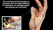 Motions Of The Thumb - Everything You Need To Know - Dr. Nabil Ebraheim