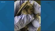 New bat discovered in South Carolina