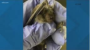 New bat discovered in South Carolina