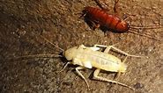 ANIMAL KINGDOM: amazing white cockroach barata branca insecto barata albina